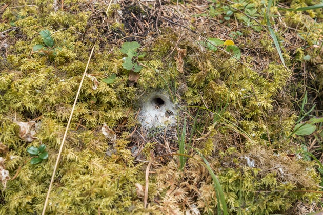 Spider Web in a forest ground