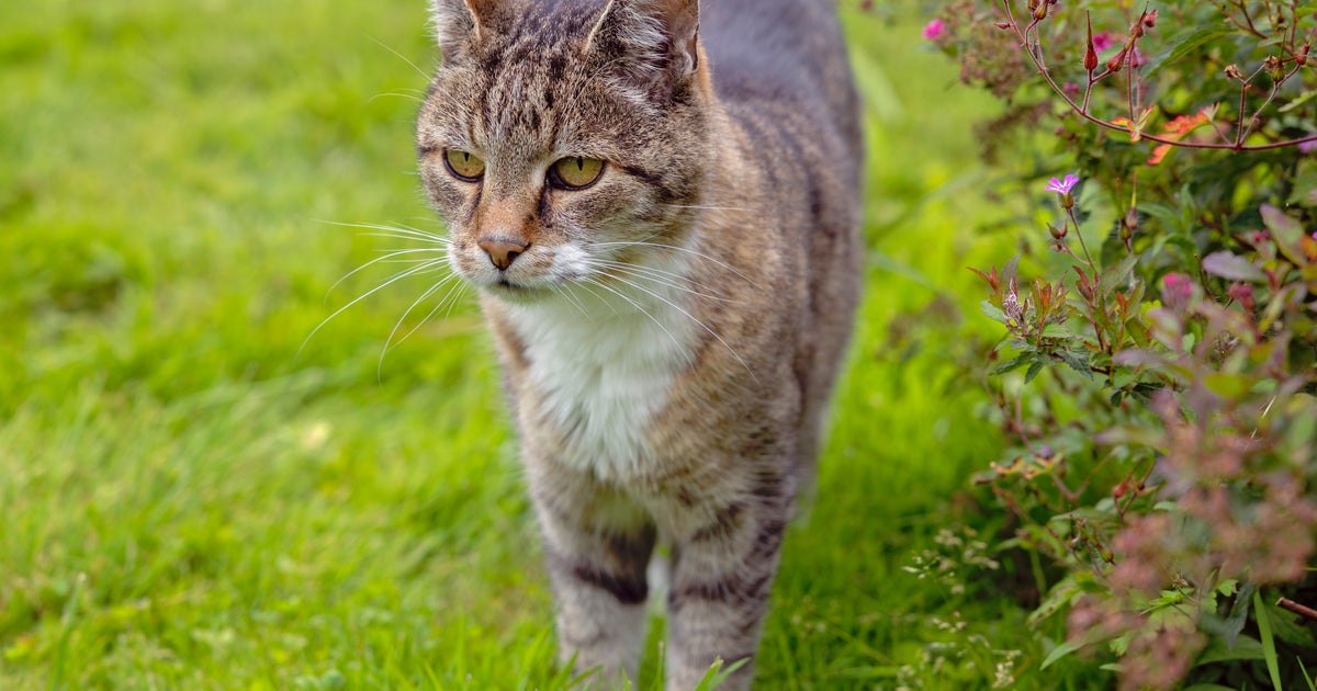 旅行先で行方不明になった猫、1カ月後に見つかる。約1500キロ離れた