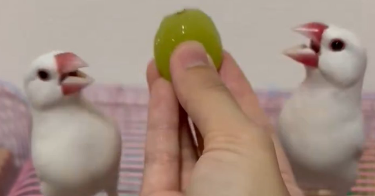 シャインマスカットを独り占めしたい文鳥の喧嘩が激しすぎる