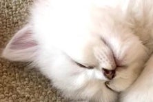 白エビ」にしか見えない！？チンチラ猫たちのシンクロ寝姿に称賛の声