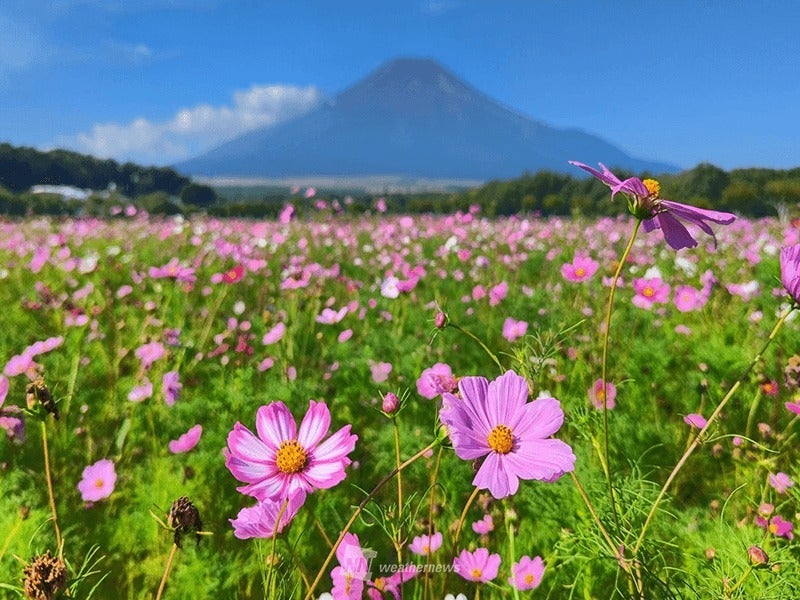 秋桜」を「コスモス」と読むのはなぜ？山口百恵のあの歌が関係していた