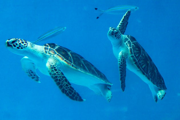 東京・小笠原諸島の父島で撮影されたアオウミガメ（2017年7月14日）