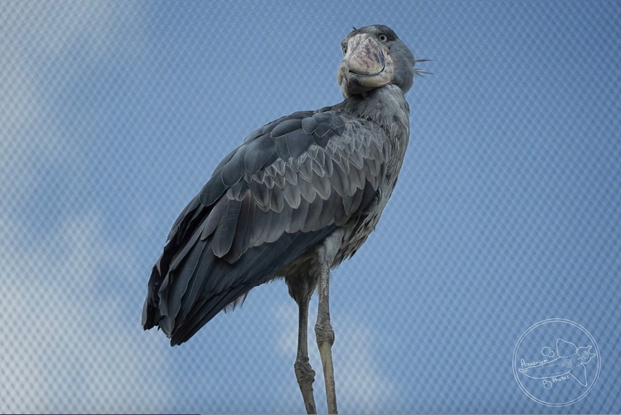 画像】ハシビロコウって飛べるんだ！？”稀な瞬間”をシンガポールの