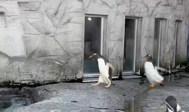 オラオラ感が強い」ジェンツーペンギンのひなを旭山動物園で目撃！でも
