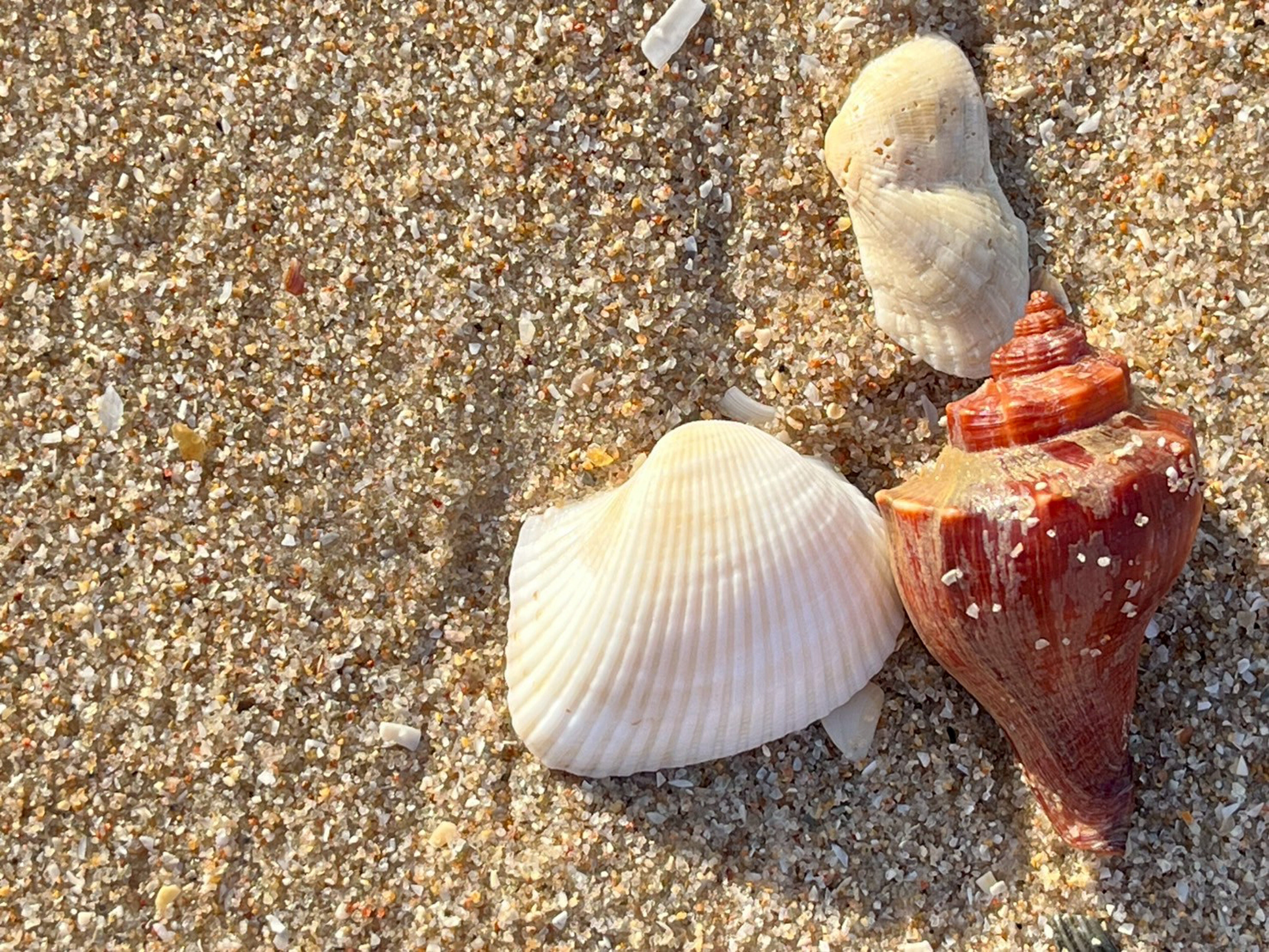 鹿児島県内で採集した「中型・小型・微小貝の貝殻280種類」 画像