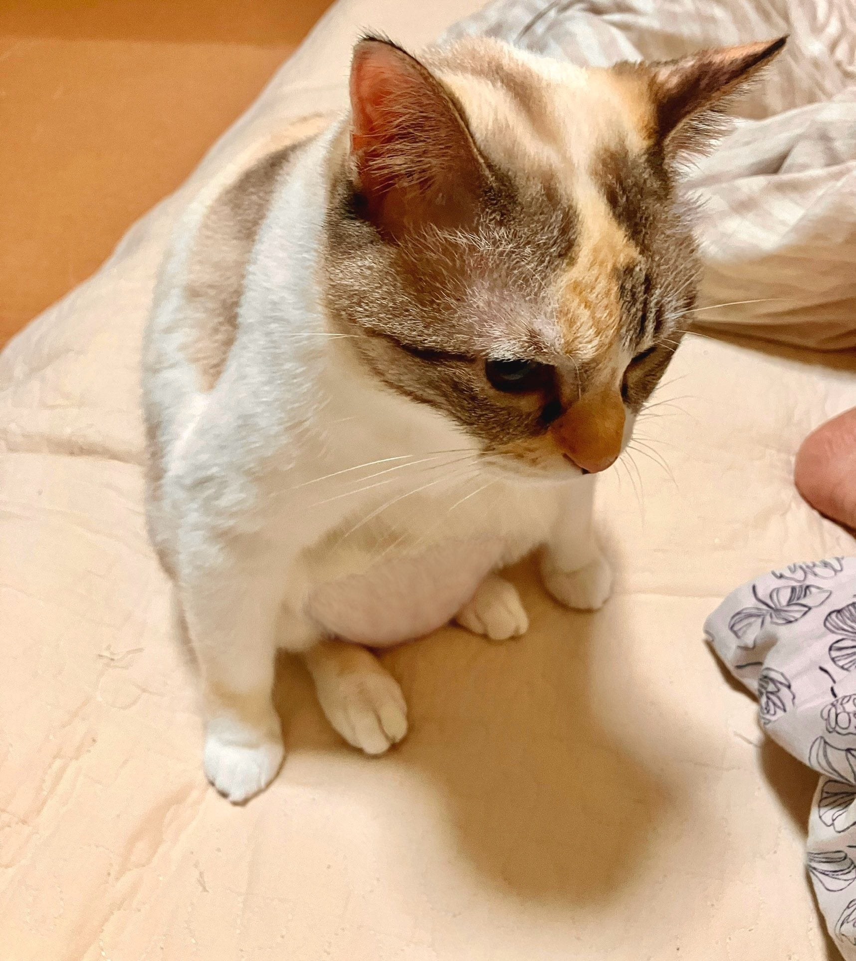 猫の座り方が、力士のような独特のポーズに。「美しいドスコイ」すぎる
