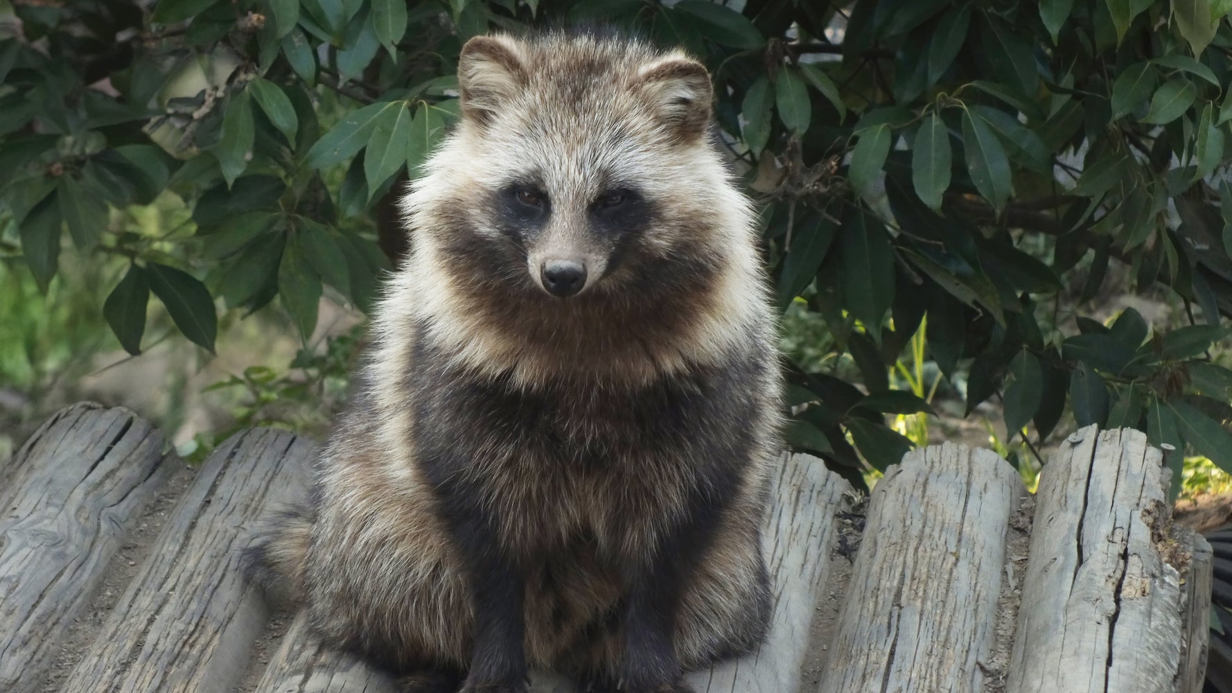 画像】タヌキたちが密着。枕にされる八木山動物公園のホンドタヌキの