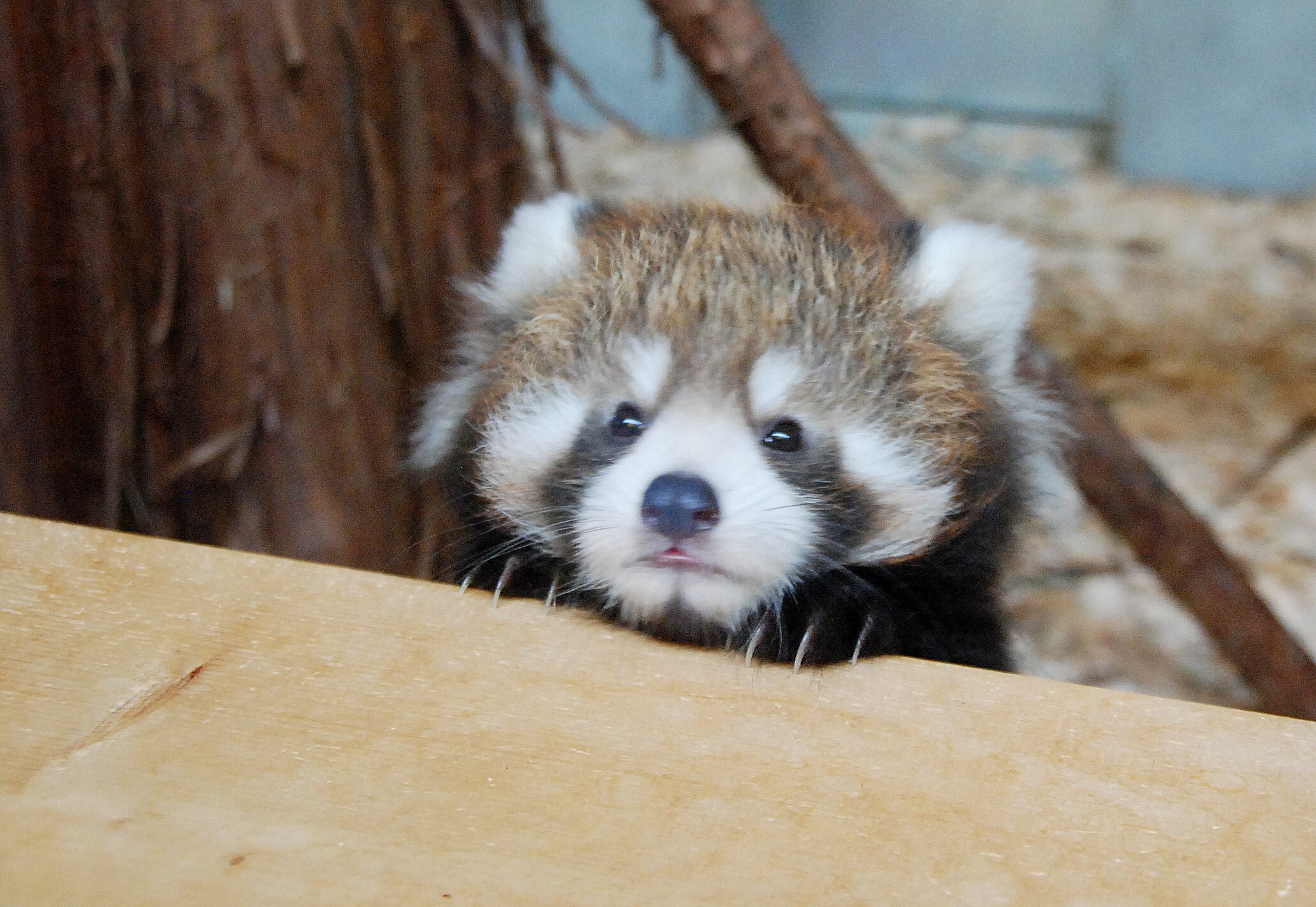 レッサーパンダ ネパールでレッサーパンダの繁殖のために、国立公園を一時閉鎖
