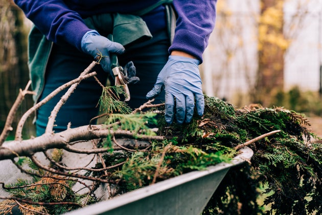 棘のある枝の捨て方とは…？（イメージ写真）