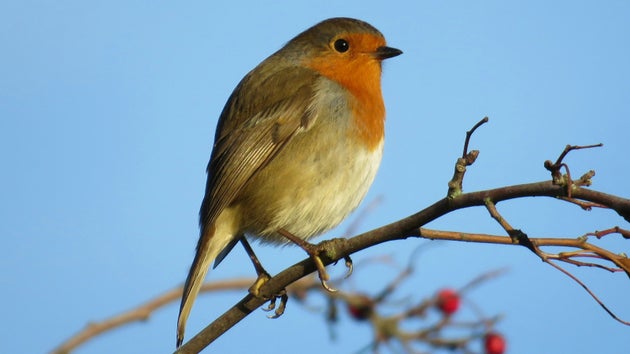 Robin