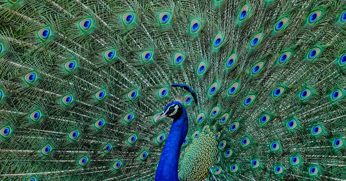 Florida Man Charged After Killing, Eating Pet Peacocks in Dispute