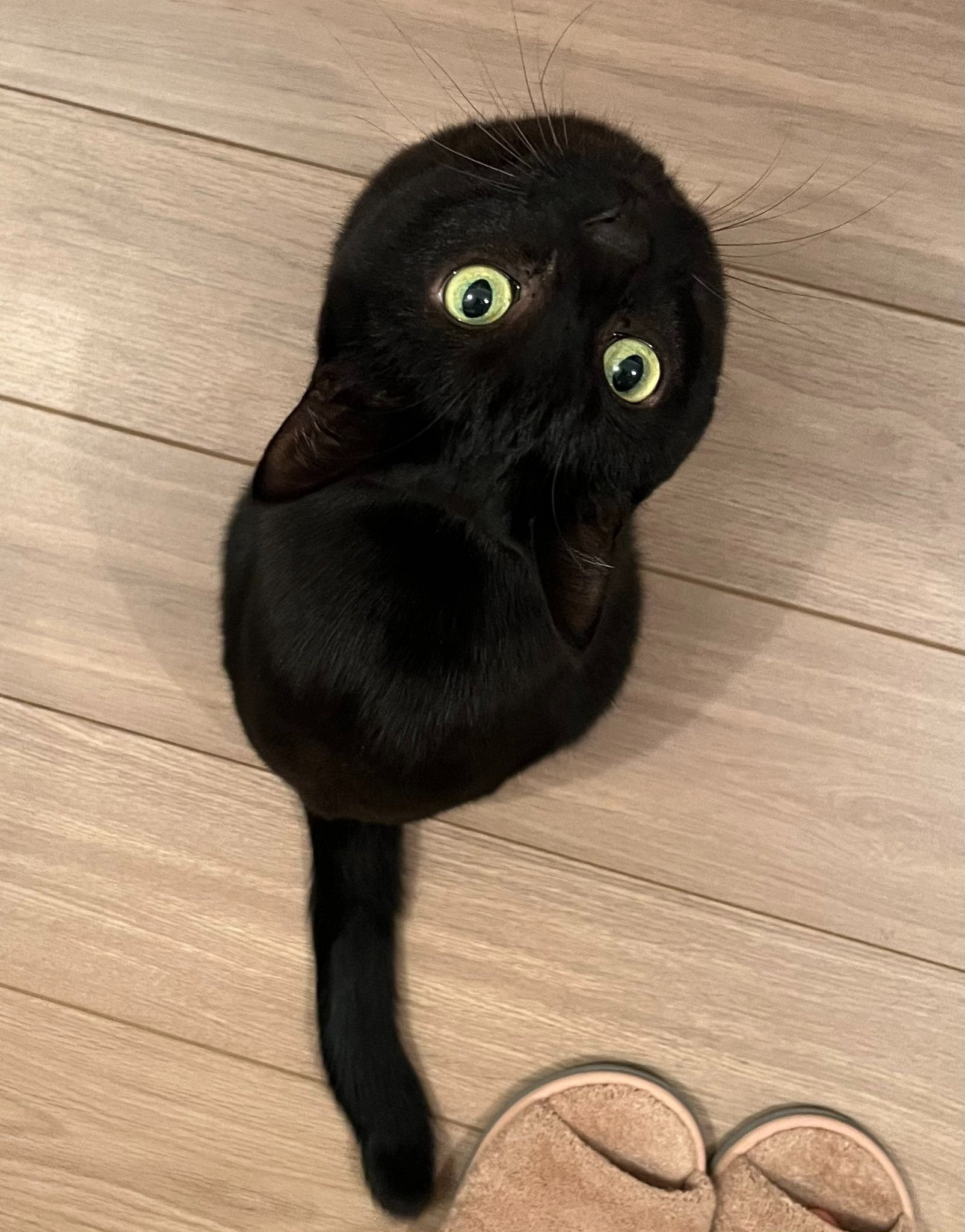 黒猫様専用 【公式通販】