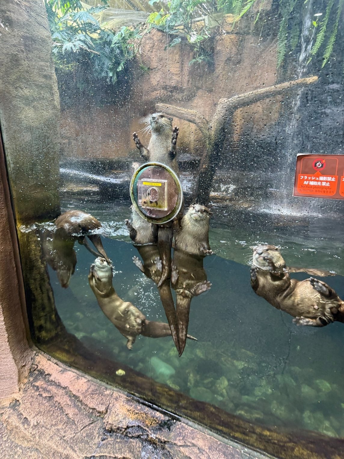 水族館でカワウソ3匹が見事な“組体操”をしていた！「カワウソ
