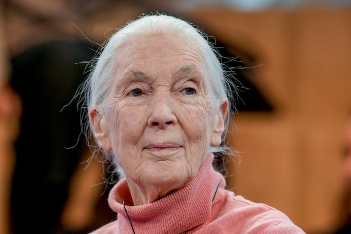 English primatologist and anthropologist Jane Goodall speaks in the panel "Earth's Wisdom Keepers" on the last day of the forum's Annual Meeting in Davos, Switzerland, in 2024.