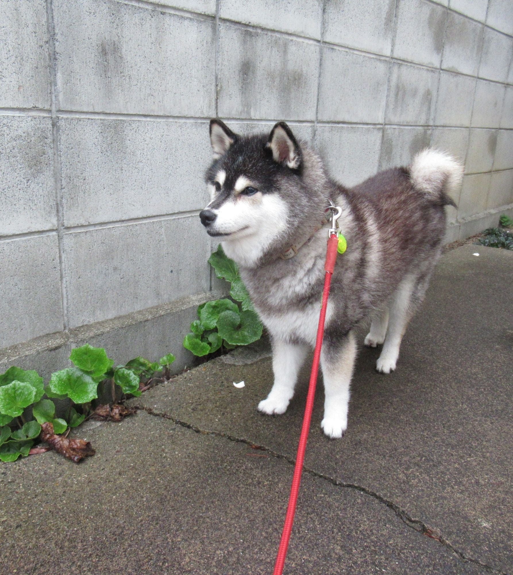 ハスキーみたいな柴犬」がSNSで話題「両方飼ってるみたいでいいですね