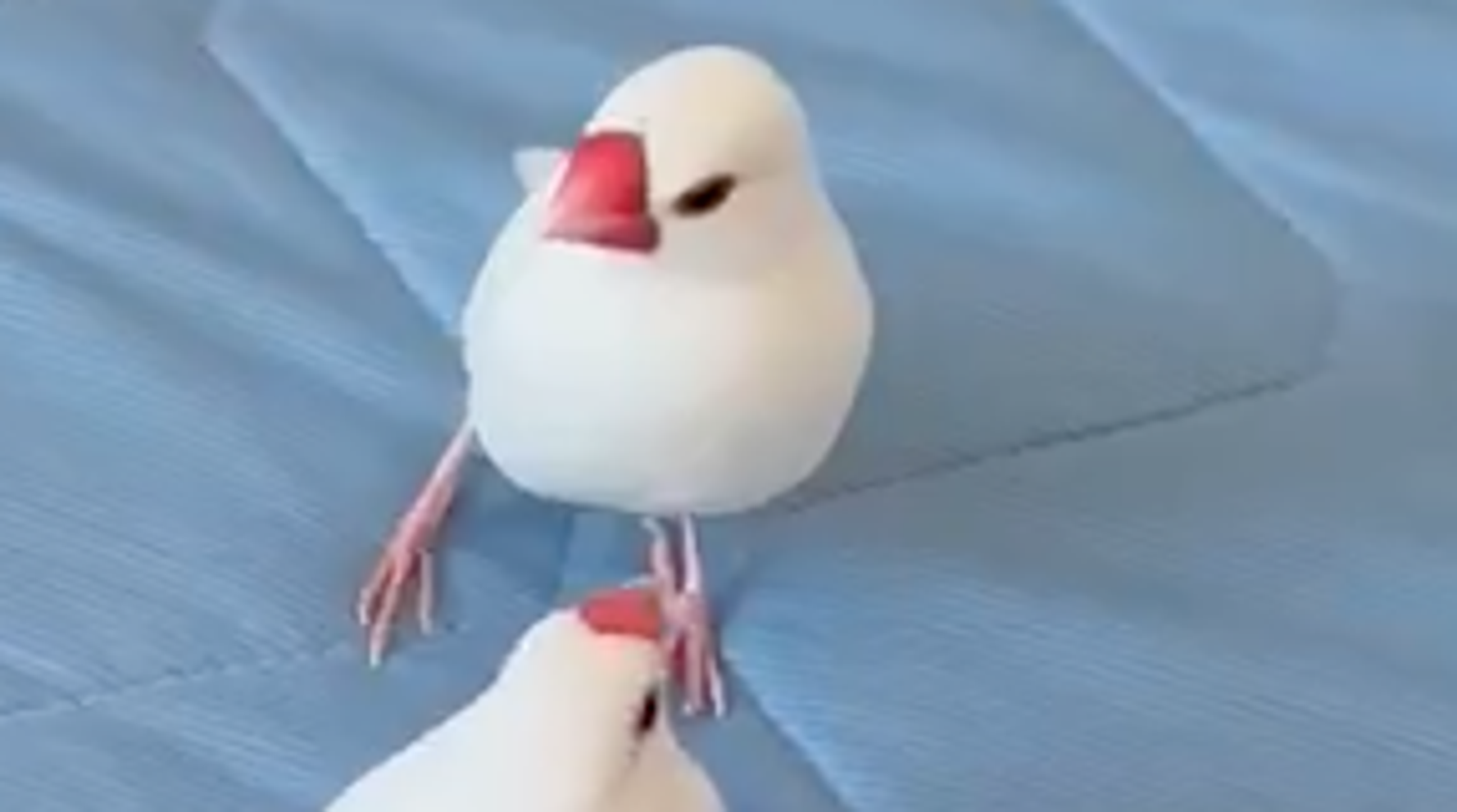 文鳥の大ゲンカで“元凶“が連行。残された鳥の行動に「癒やされる」の声