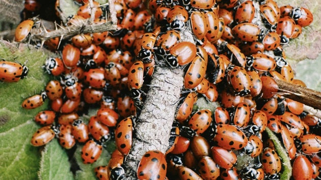 Ladybird swarm
