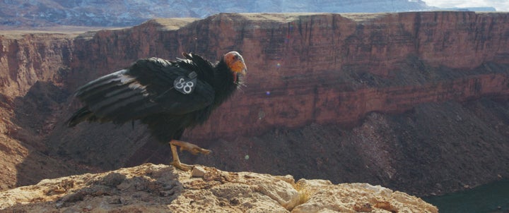 New Documentary Reveals The Colorado River’s Magnificence — And Its Potential Peril 3 Sharing a simple truth about how to treat nature, ChasingHorse told HuffPost, "I grew up being taught, 'Don’t take more than you need. And if you take more than you need, something will be taken from you.'"
