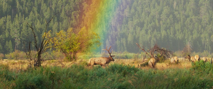 New Documentary Reveals The Colorado River’s Magnificence — And Its Potential Peril 2 Stunningly captured by director Ben Masters, "The American Southwest" reveals how elk, salmon, rattlesnakes, jaguars and more depend on the Colorado River and its dwindling resources.
