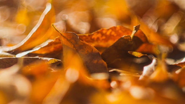 Autumn leaves on garden