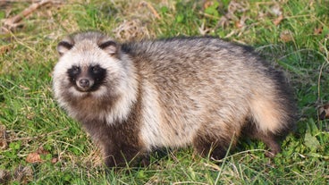 tanuki
