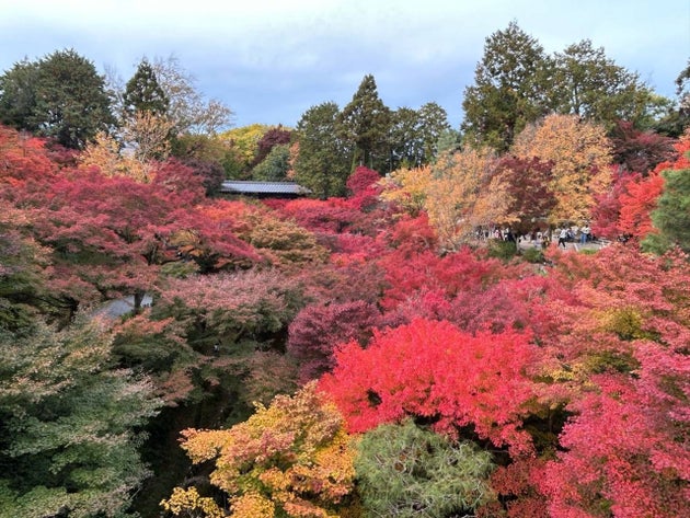 東福寺の紅葉 2024年の様子