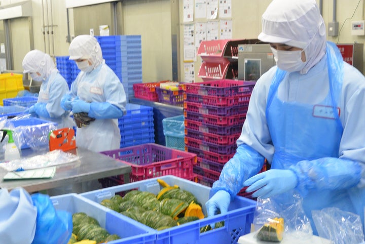 埼玉県加須市の食品加工工場で作業するベトナム人の技能実習生(資料写真)
