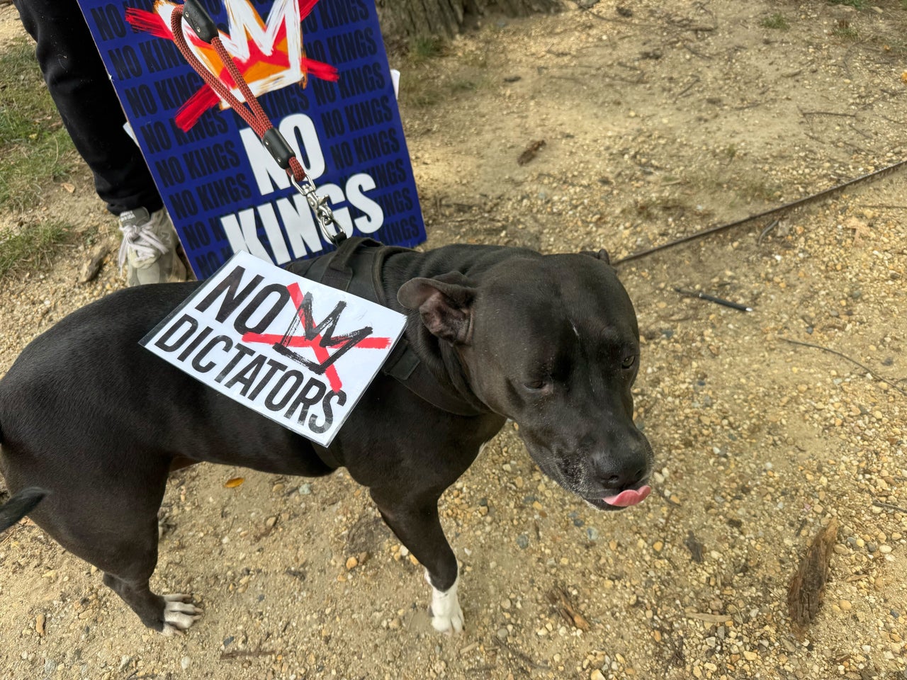 A dog appears at a "No Kings" rally in Washington, D.C.