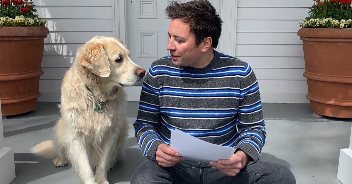 Jimmy Fallon Mourns His Golden Retriever In Such Loving Detail, It’ll ...