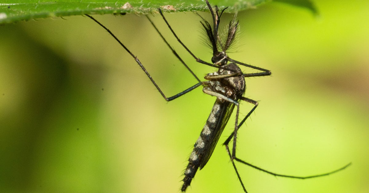 Mosquitos Found In Iceland For The First Time