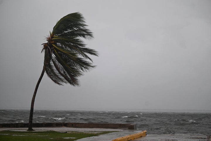 A coconut tree sways in the wind at the Kingston Waterfront on Ocean Boulevard in Kingston, Jamaica, as Jamaica starts to feel the effects of Hurricane Mellisa on Oct. 26, 2025.