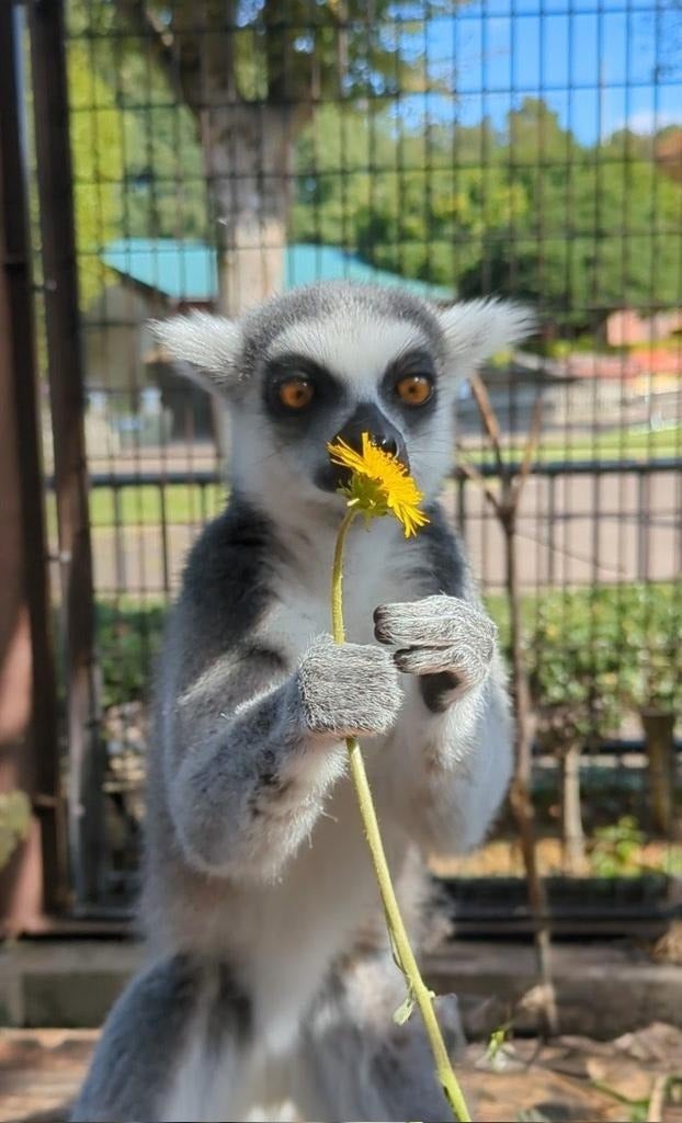 飛鳥幸子 飛鳥幸子の世界1〜3 飛鳥幸子の世界 全3冊揃(飛鳥幸子) / 盛林堂書房 / 古本、中古本