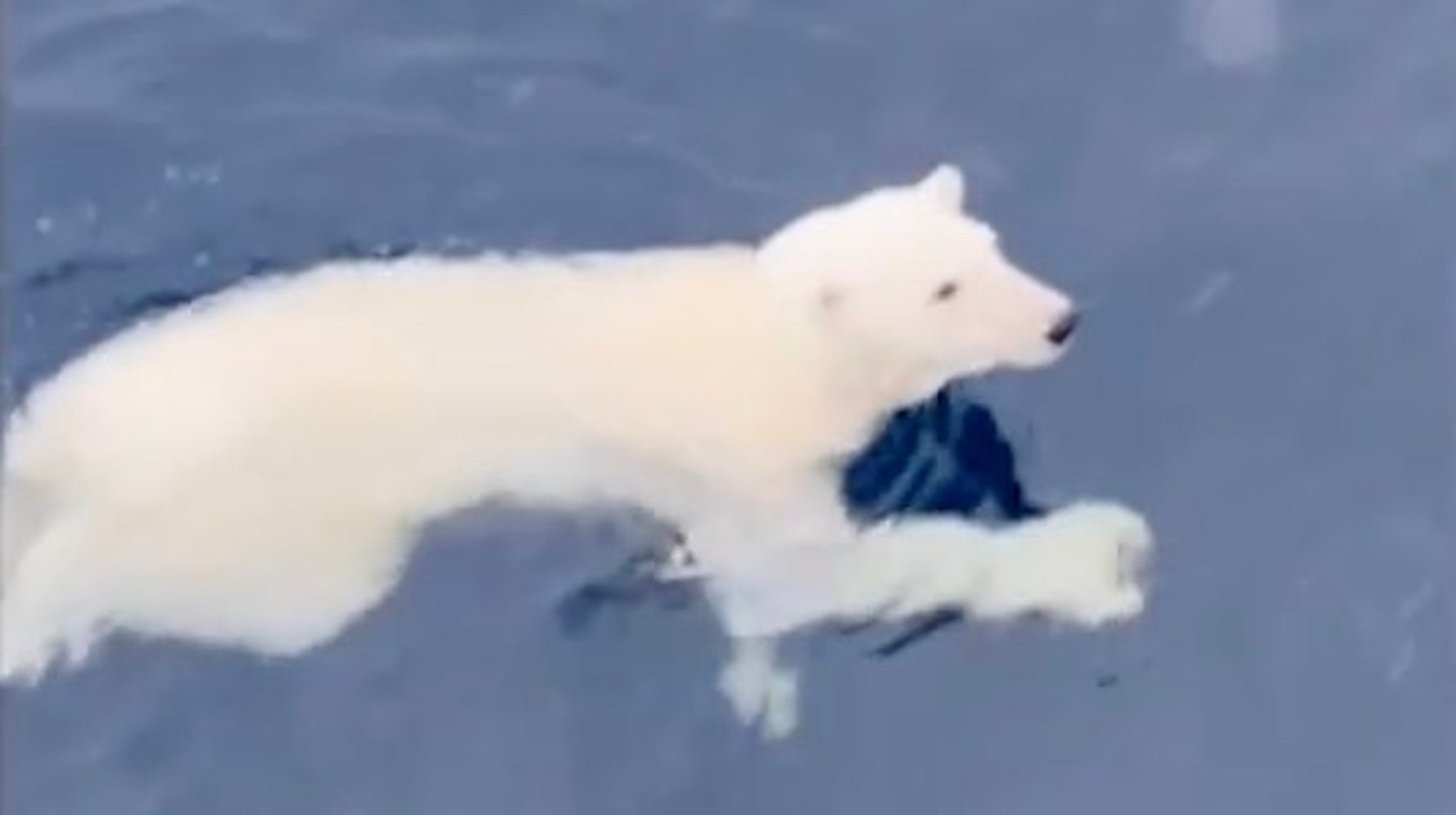 北極海で目撃されたシロクマ、その泳ぎ方に「立ち泳ぎできるんだ」「手 