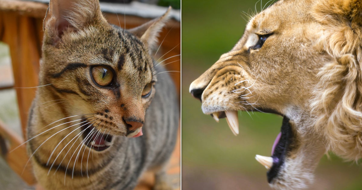 সিংহ আর বাঘ যদি গর্জন করে তবে বিড়াল কেন মিউ করে?