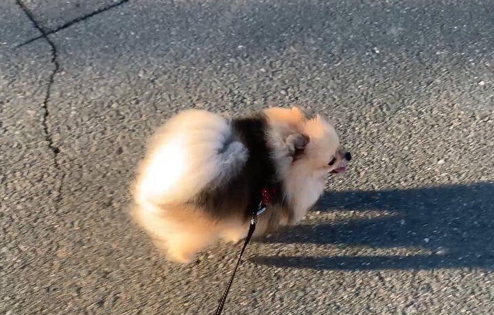 俵おにぎりにそっくりのポメラニアン