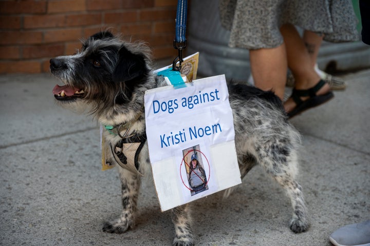 একটা কুকুর যেটার গায়ে লেখা আছে "ক্রিস্টি নয়েমের বিরুদ্ধে কুকুর" বিক্ষোভকারীদের অংশ নিতে দেখা যায় "কোন রাজা" 14 জুন মন্টানার লিভিংস্টনে বিক্ষোভ।