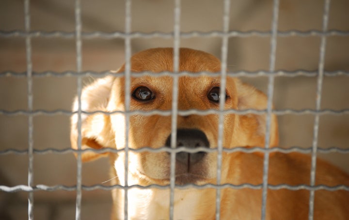 There is a growing number of fraudsters preying on pet owners. To avoid getting duped, be skeptical of anyone who claims to have your pet.