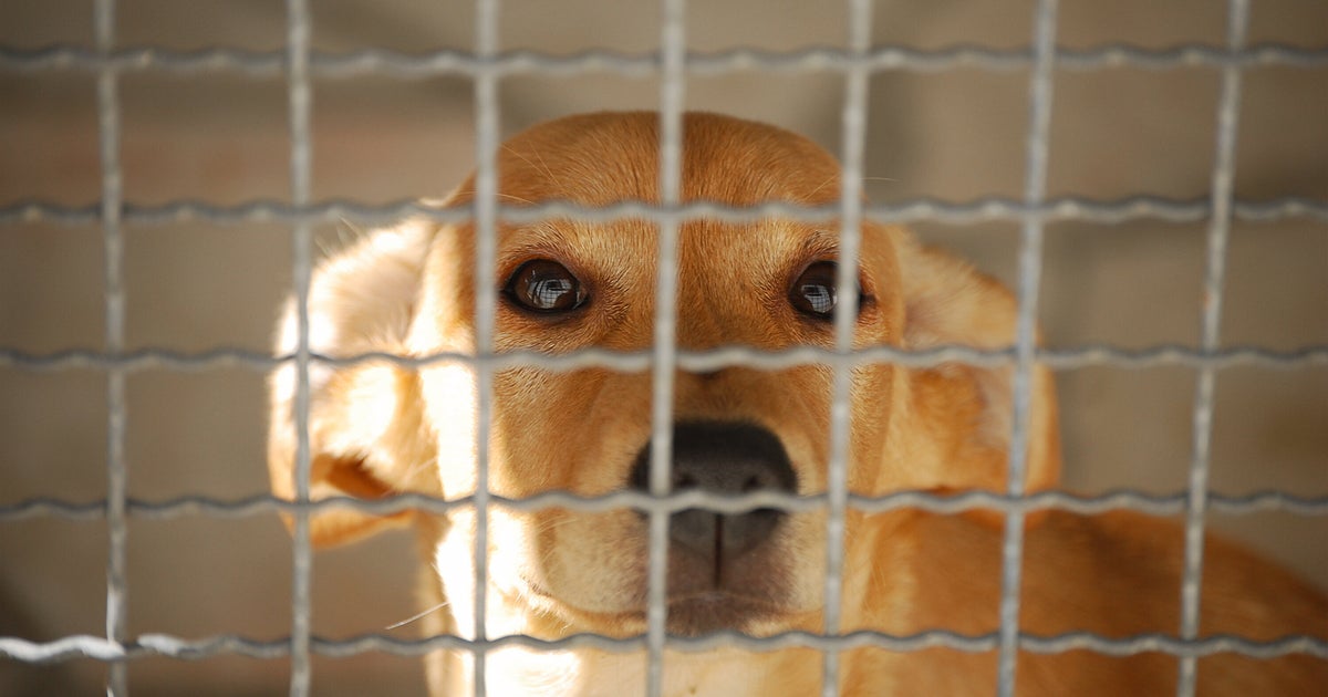 This Terrifying New Scam Call Is Targeting Pet Owners. Here's What To Know.