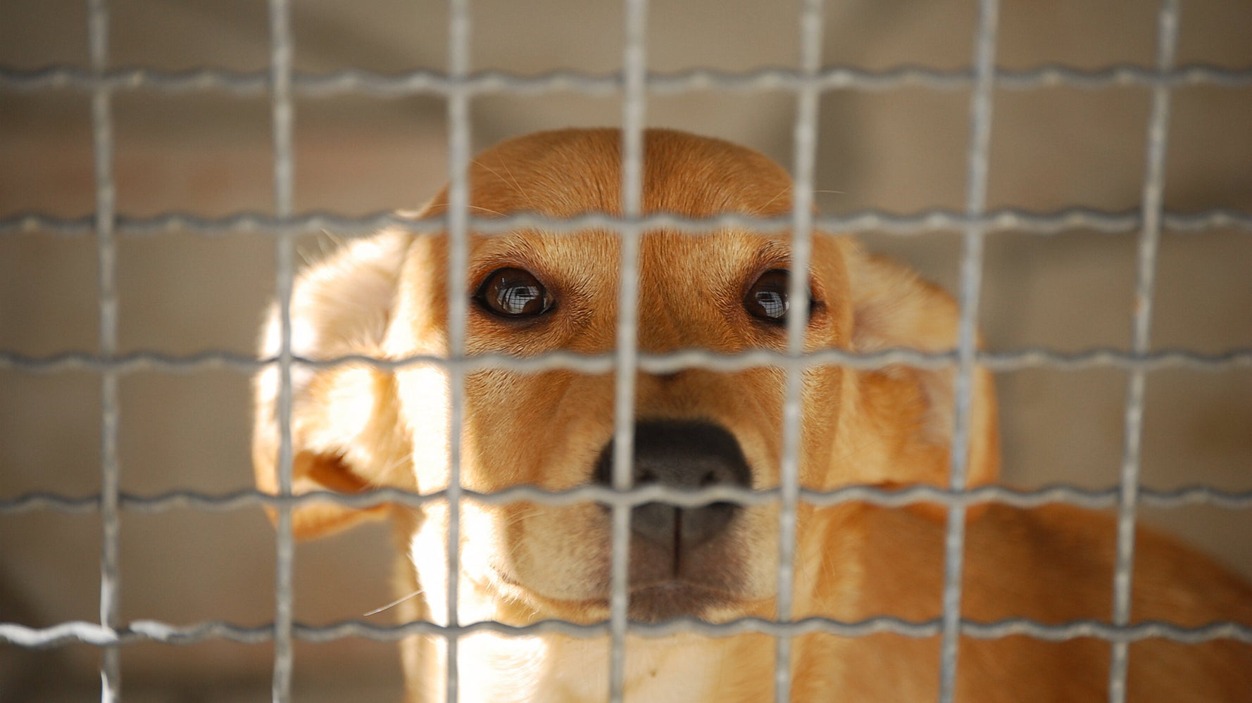 Missing Dog Scam: Heartless Fraudsters Target Grieving Canadian Pet Owners
