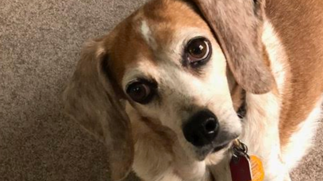 Empty Nest Syndrome And The Nightmare Foster Dog That Saved Me