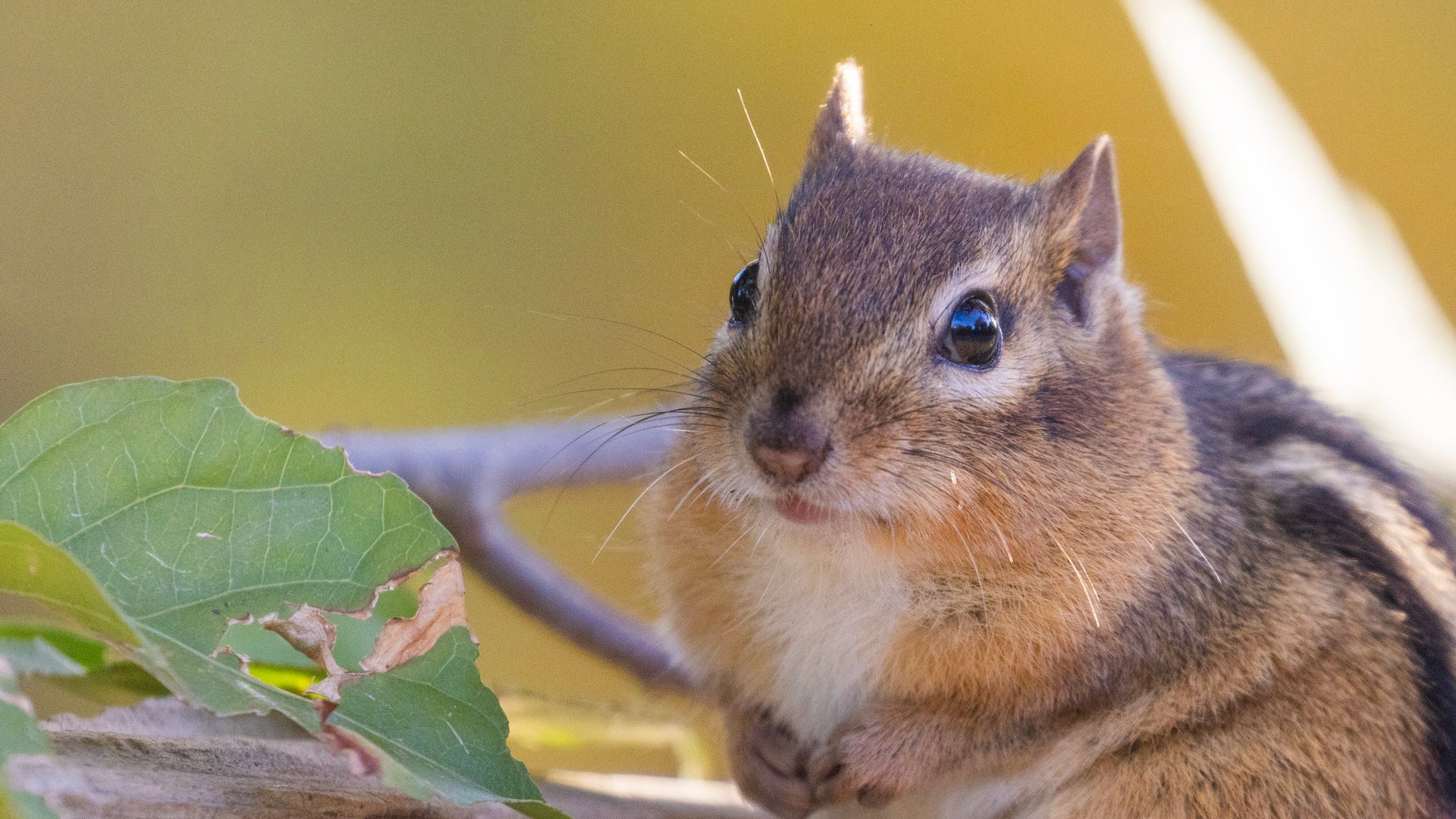 隣の芝生は青い」巣材をわざわざ“お隣さんから拝借”するシマリスが可愛