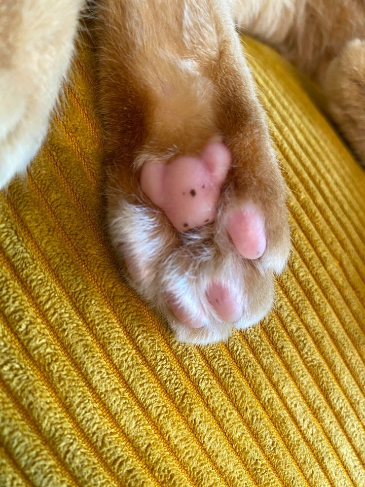 稲空穂さんのXの投稿より