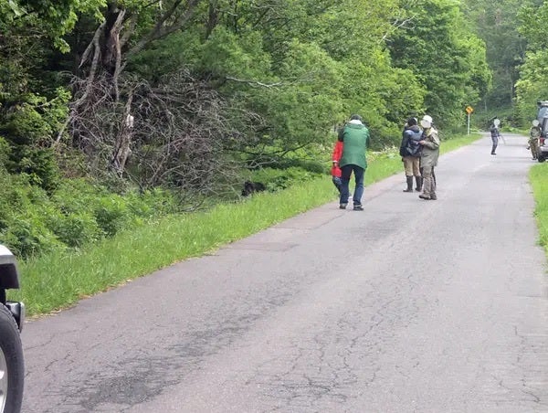 道路脇のヒグマに近づく人たち（一部画像を修正しています）