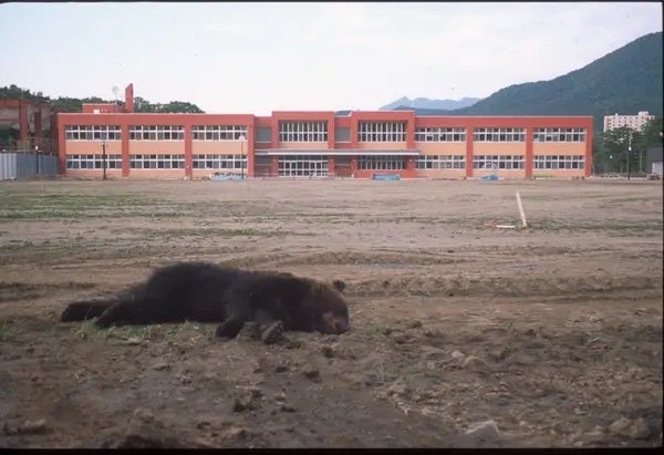 捕殺後のヒグマと校舎