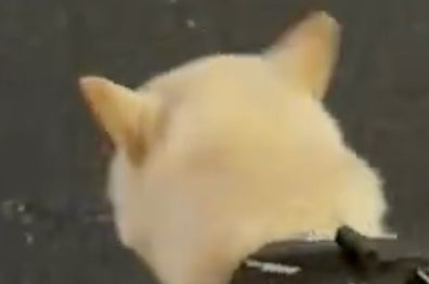 柴犬のフェイントが、吉本新喜劇のギャグを彷彿させると話題に「すんの