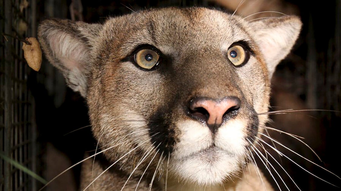 Video Shows Cyclists’ Strange Encounter With A Mountain Lion