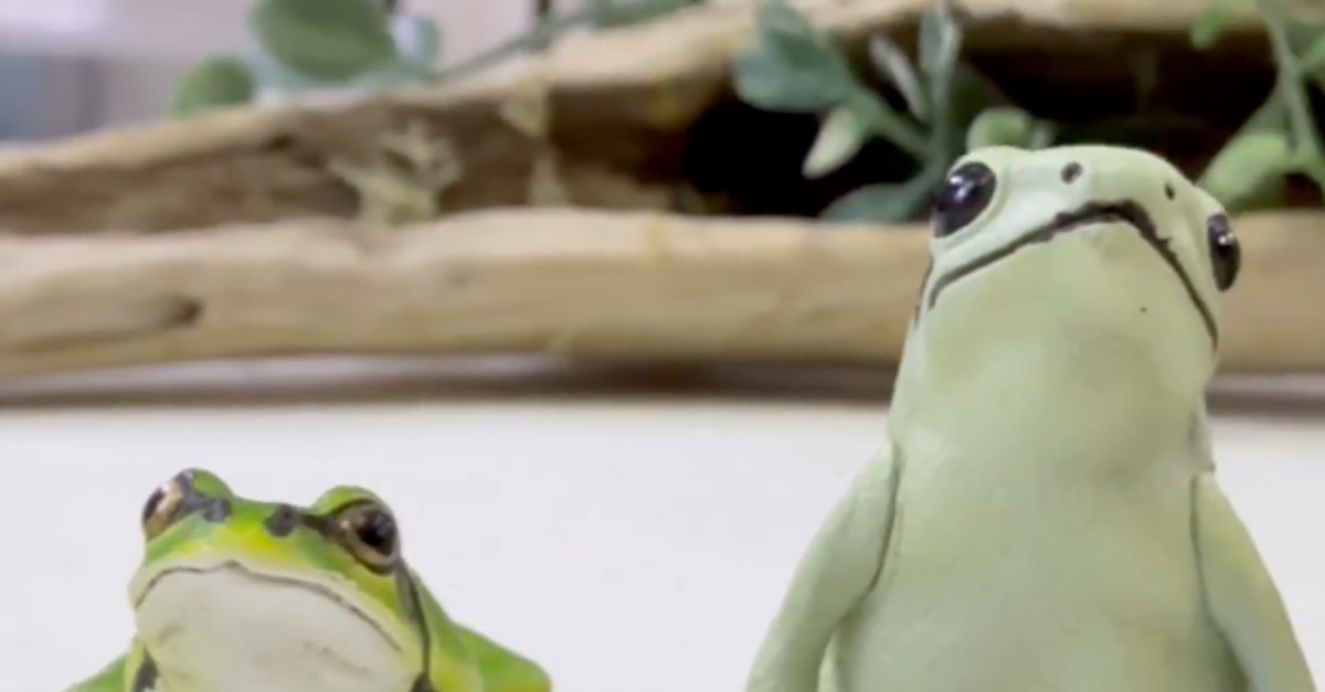 本物みたいなカエル Frogs that look like they are covered in soybean flour are too