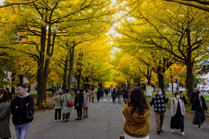 紅葉シーズンの北海道大学構内