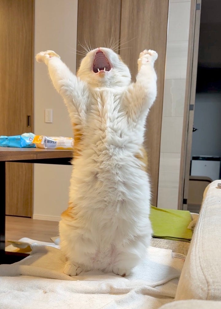 愛猫の「むぎ」ちゃん