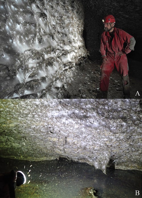 動画】「世界最大のクモの巣」が地下洞窟で発見⇒11万匹超が暗闇で共生 